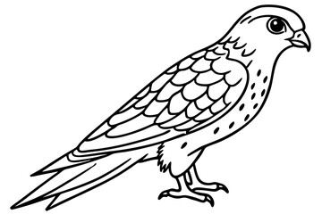 Elegant Kestrel Outline