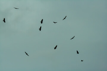 birds in flight