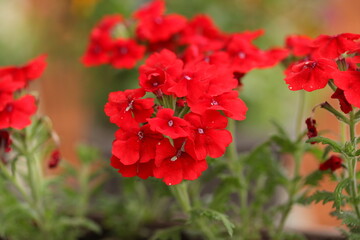 red flowers in the garden