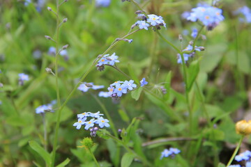 blue flowers
