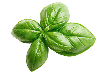 Delicate basil leaves gracefully isolated against a pure white background in a high-resolution studio composition