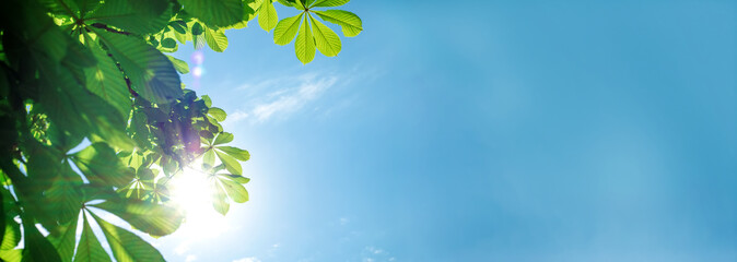 Green leaves of chestnut tree against blue sky. Summer banner.