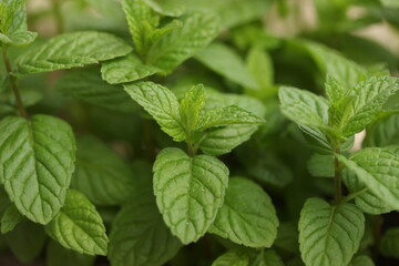 mint leaves in the garden