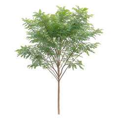 Tall green tree isolated on dark background