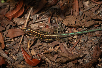 lizard on the ground