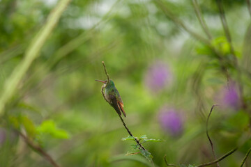 hummingbird on a branch
