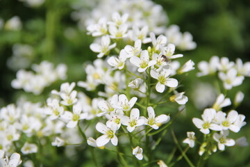 White flowers