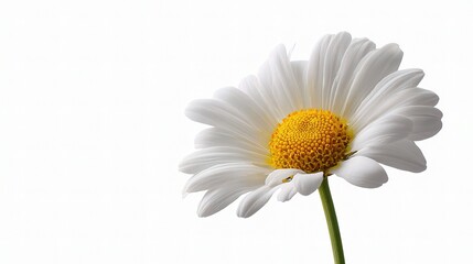 Naklejka premium Single Blooming White Daisy with Yellow Center on White Background