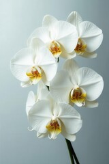 Massive white orchid blossoms, delicate petals , flowers, detail