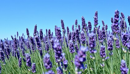 Obraz premium Vibrant Purple Lavender Field Under a Bright Blue Sky