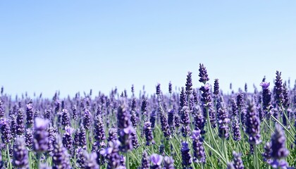 Vibrant Purple Lavender Field Under a Clear Blue Sky