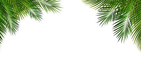 Obraz premium Green Palm Tree Branches Isolated Background