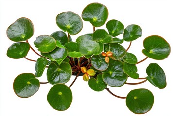 Vibrant Green Aquatic Plant with Lush Round Leaves on White Background