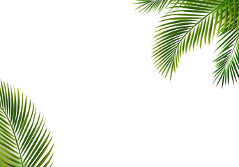 Obraz premium Natural Frame With Green Palm Tree Leaves