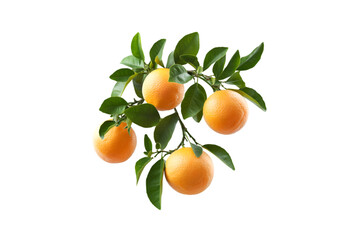 Fresh Oranges on Branch Black Background Citrus Fruit Harvest Nature