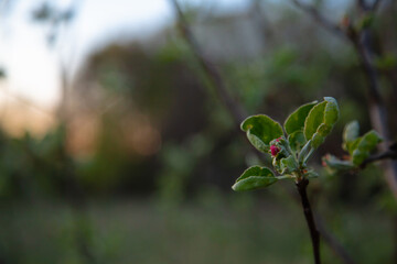 Macro apple bud blooms on the tree on the spring meadow near the forest background under blue sky in evening sunset time. Natural colors. Close-up. No people