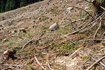 View of a cleared forest on a mountainside in the Austrian Alps