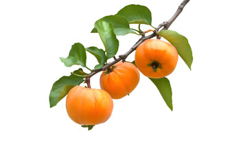 Ripe orange fruits on a branch with green leaves against a black background