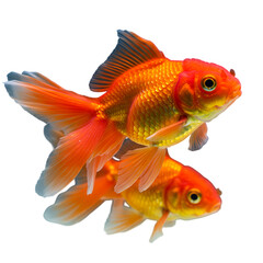 Stunning Orange Goldfish: A Vibrant Aquatic Image