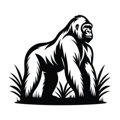 Powerful Gorilla Walking Forward on Grass, Black Silhouette, Strong Wildlife Primate