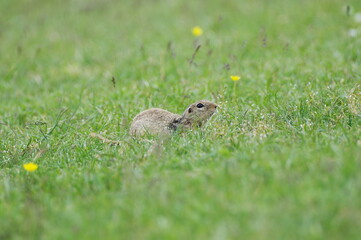 European ground squirrel. Spermophilus citellus