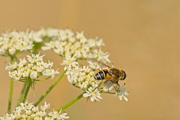 Orange spined drone fly on a white wildflower, selective focus with bokeh background - Eristalis interrupta 