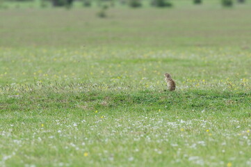 European ground squirrel staring at the field