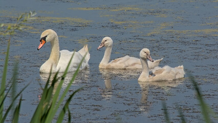Mute swan with chicks in a pond in Bourgoyen nature reserve, Ghent, Flanders, Belgium - cygnus 