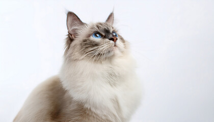 Elegant ragdoll cat with striking blue eyes gazing upward on a white backdrop