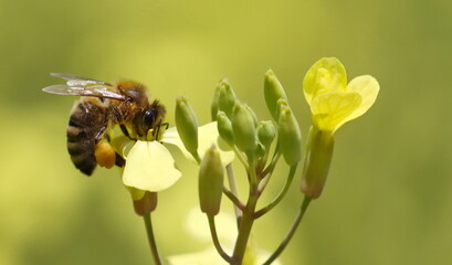 Bee getting pollen and nectar from yellow flower with pollen sac to hind legs