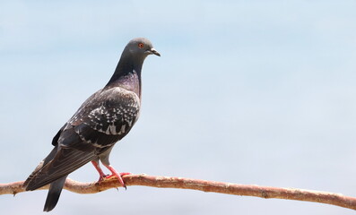 Close up pigeon on branch, birds of Montenegro 