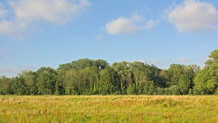 Obraz premium marsh landscape with green meadow and trees on a sunny summer day in Bourgoyen nature reserve, Ghent, Flanders, Belgium 