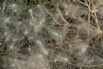 Macro of the fluffy white seeds of a dandelion flower, selective focus - taraxacum 