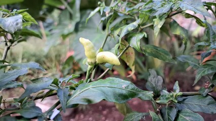 A chili field with evidence of recent harsh weather, symbolizing the damage and financial impact of...