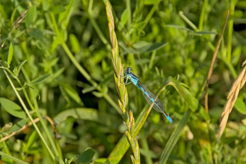 Common blue dragonfly sitting on a grass flower. selective focus with green bokeh background - Enallagma cyathigerum 