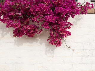Pink flowers on a white brick wall