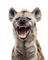 Gordijnen Laughing Hyena Close-Up A Hilarious Wildlife Portrait © FANGWORLD