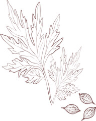 Simple line art illustration of coriander spice with detailed seed pods and individual seeds on white background.