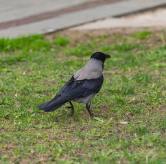 Obraz premium crow on the grass