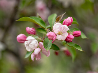 Apple tree blossom