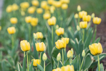 Obraz premium field of yellow tulips