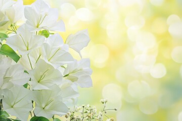 Close-up of a cluster of white flowers against a soft, yellow-green backdrop