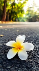 White and yellow frangipani flower on asphalt high resolution photo