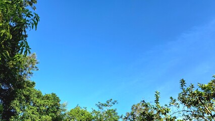 Green tree branches against the background of a clear sky with sunlight and clouds, suitable for background use