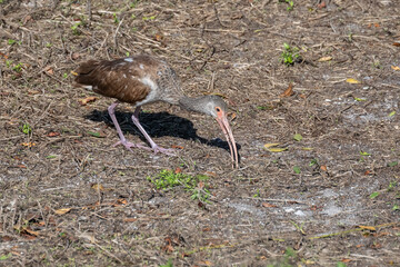 An immature White Ibis (Eudocimus albus) looking for food on the ground in the Florida Keys, USA.