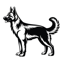 Elegant Black and White German Shepherd Standing Profile With Tongue Out