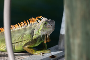 A Green Iguana (Iguana iguana) also known as American Iguana on a dock in the Florida Keys, USA.
