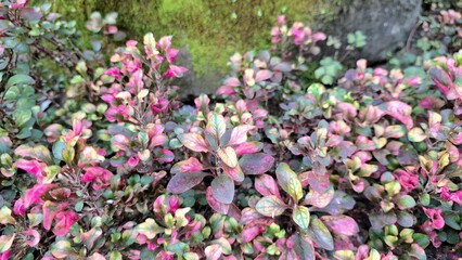 Vibrant close-up of Alternanthera foliage with striking multicolor patterns in red, green, and yellow, perfect natural backdrop for wallpaper, prints, and decor	