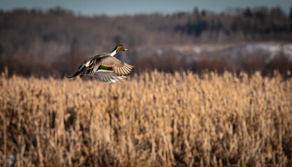 Northern Pintail in flight