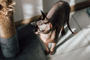 Sphynx cat explores living room in sunlight near scratching post